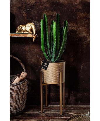 Ayaklı Saksıda Euphorbia Kaktüs